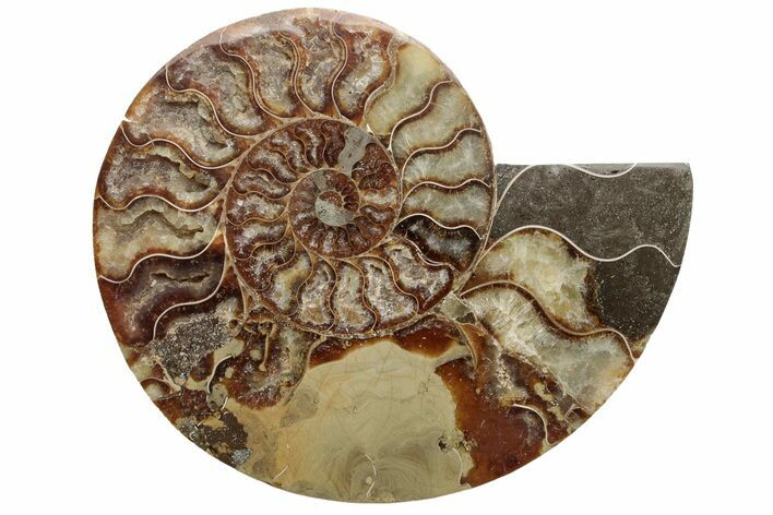Bargain, Cut & Polished Ammonite Fossil (Half) - Madagascar #229989